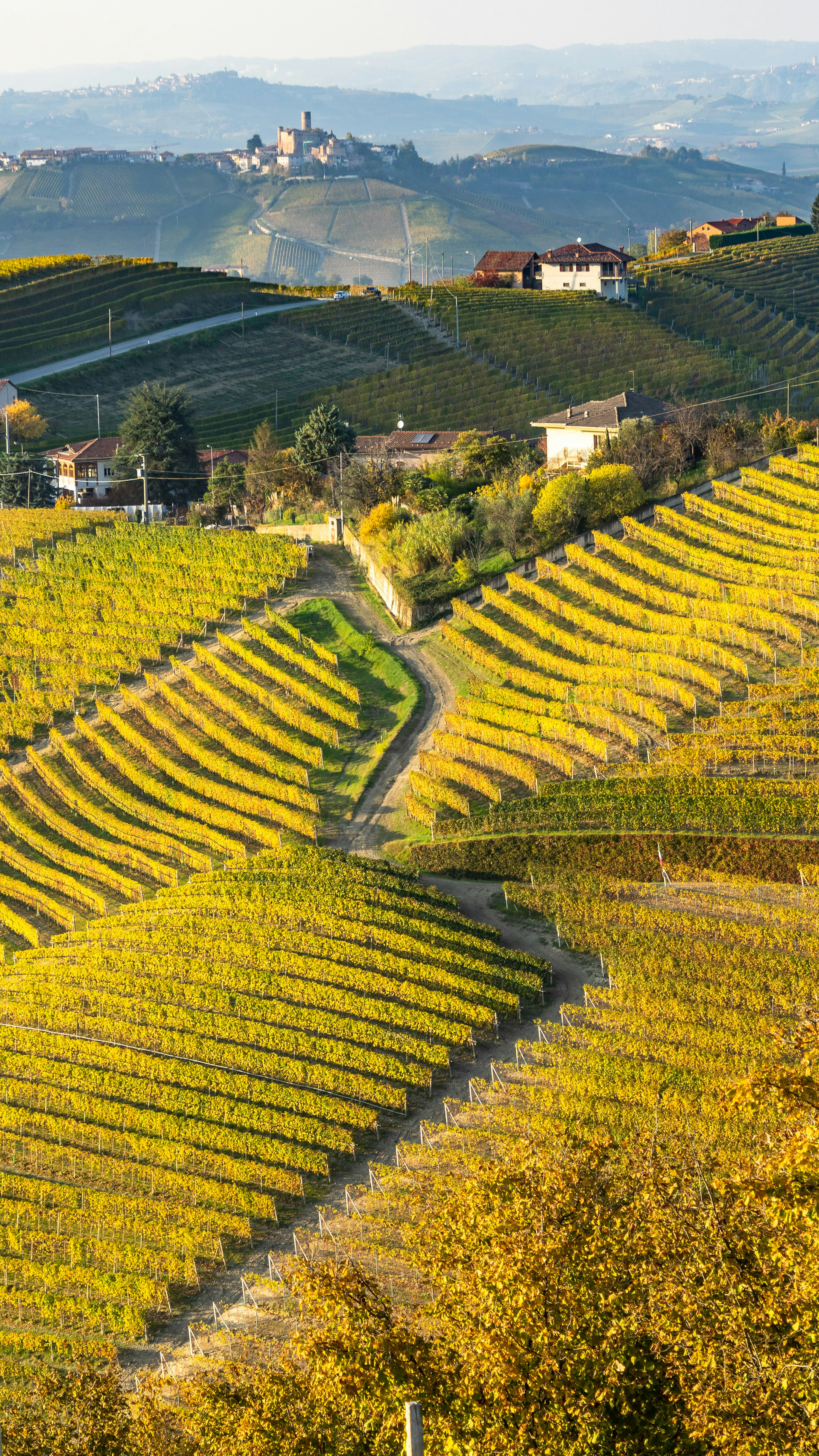 Vineyards of the Langhe district